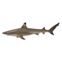 COLLECTA - BLACKTIP REEF SHARK (M)