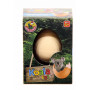 Jack in The Box Growing Pet Koala Egg