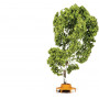 HORNBY TREE (WITH CIRCULAR BENCH)