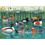 Rburg - I Like Birds 500pc