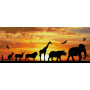 DIAMOND DOTZ AFRICAN SKY 72 x 22.5cm