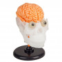 Smart Lab Toys - The Amazing Squishy Brain