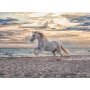 Rburg - Evening Gallop Puzzle 500pc