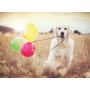 Rburg - Balloon Party Puzzle 500pc