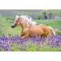 Rburg - Horse Friends Puzzle 2x24pc