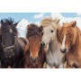 Rburg - Horse Friends Puzzle 2x24pc