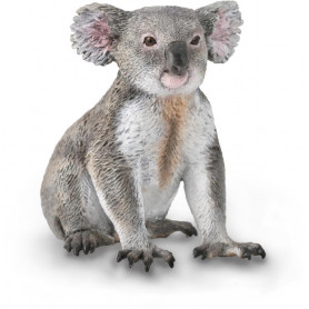 KOALA (M)