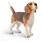 BEAGLE (M)