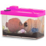 Grow Fish in Tank
