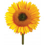 Giant Sunflower