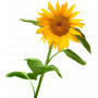 Giant Sunflower