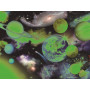 Super 3D 100pc - Solar System